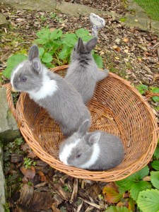 bébés lapins dans le potager