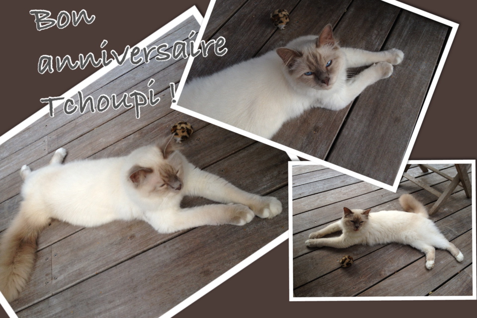 Bon anniversaire Tchoupi !