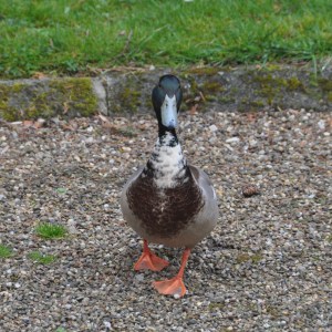 qui c'est cette créature derrière la fenêtre ?